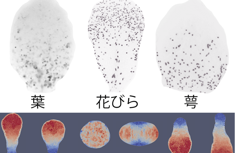 花弁の形の秘密を解明：プレスリリースしました