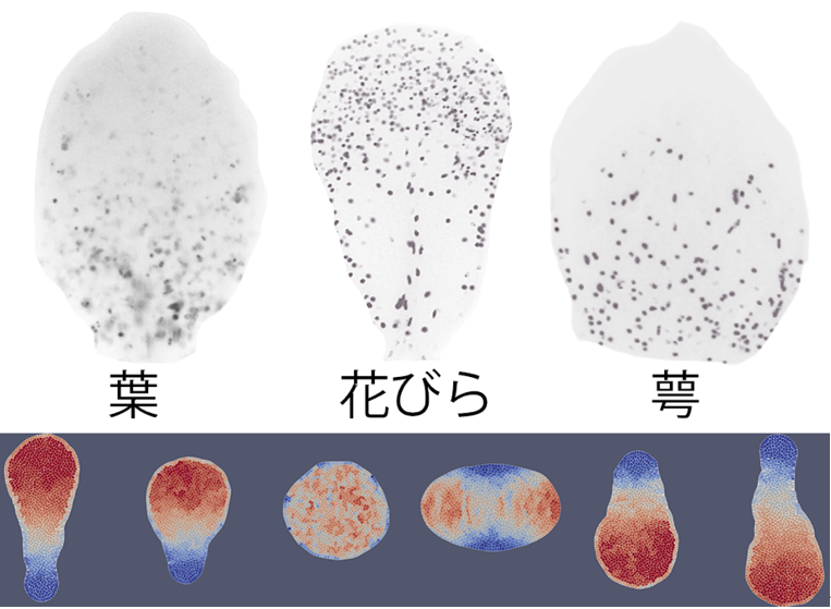 花弁の形の秘密を解明 プレスリリースしました 東京大学 大学院理学系研究科 生物科学専攻 発生進化研究室 塚谷研