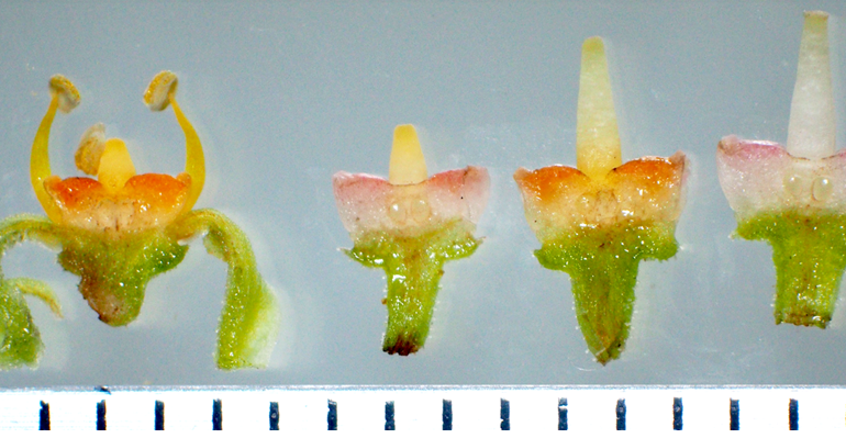 花の色が三度変わる現象を発見：プレスリリースしました