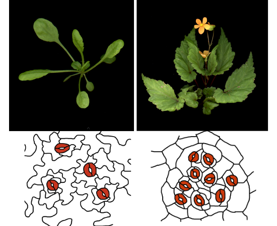 What makes diverse stomatal patterns?