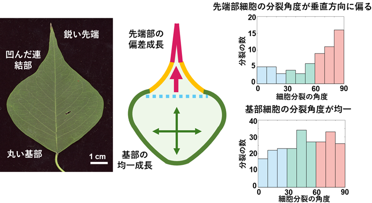 葉の尾状先端の発生機構の解明