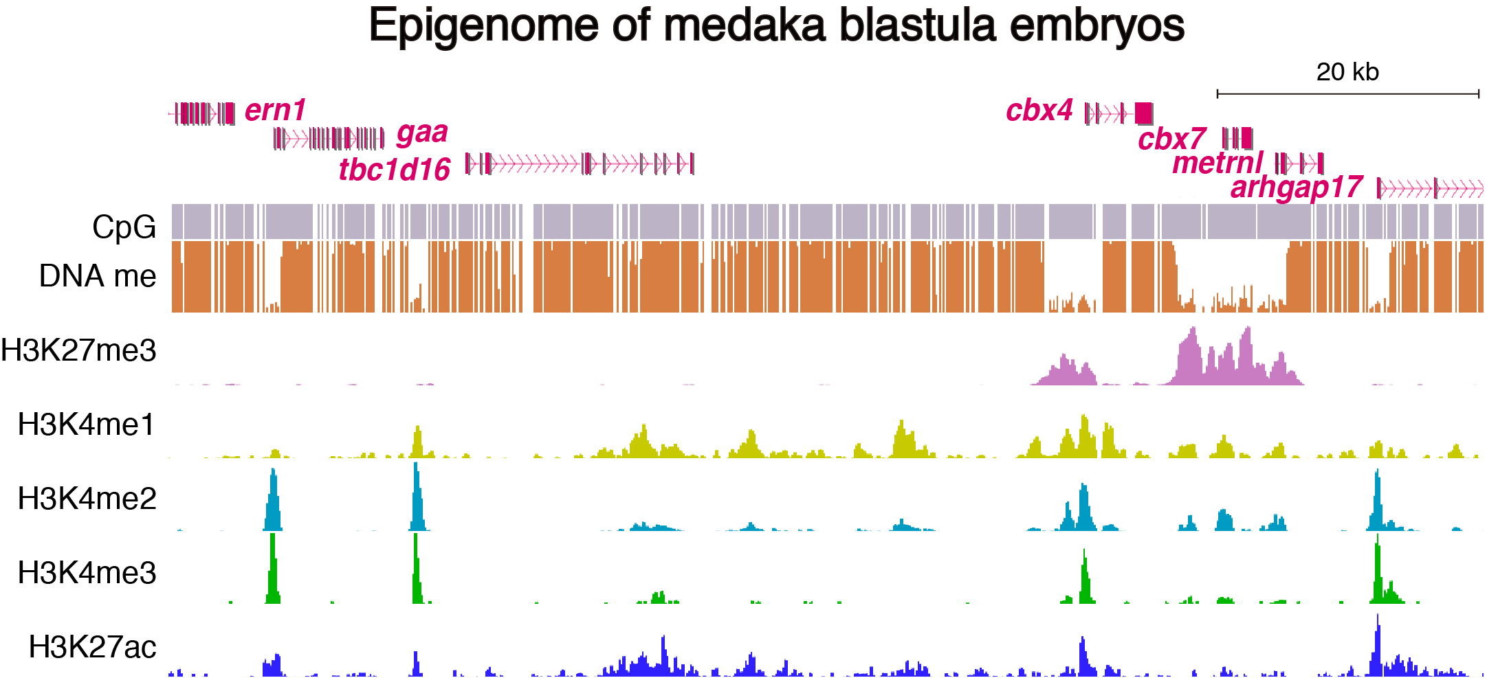 epigenome of medaka blastula embryos