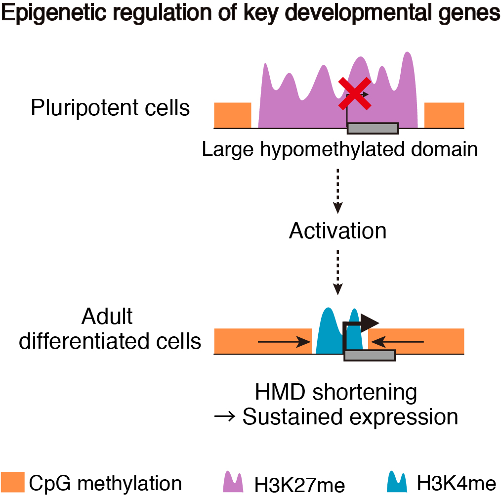 epigenetic regulation of key developmental genes