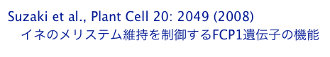 Suzaki et al., Plant Cell 20: 2049 (2008)
　イネのメリステム維持を制御するFCP1遺伝子の機能
