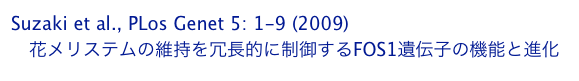 Suzaki et al., PLos Genet 5: 1-9 (2009)
　花メリステムの維持を冗長的に制御するFOS1遺伝子の機能と進化