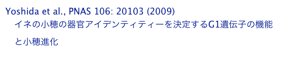 Yoshida et al., PNAS 106: 20103 (2009)
　イネの小穂の器官アイデンティティーを決定するG1遺伝子の機能
　と小穂進化
