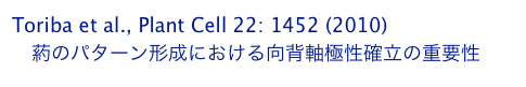 Toriba et al., Plant Cell 22: 1452 (2010)
　葯のパターン形成における向背軸極性確立の重要性
