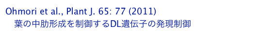 Ohmori et al., Plant J. 65: 77 (2011)
　葉の中肋形成を制御するDL遺伝子の発現制御