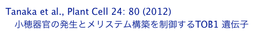 Tanaka et al., Plant Cell 24: 80 (2012)
　小穂器官の発生とメリステム構築を制御するTOB1 遺伝子