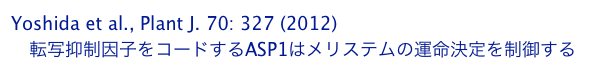 Yoshida et al., Plant J. 70: 327 (2012)
　転写抑制因子をコードするASP1はメリステムの運命決定を制御する 