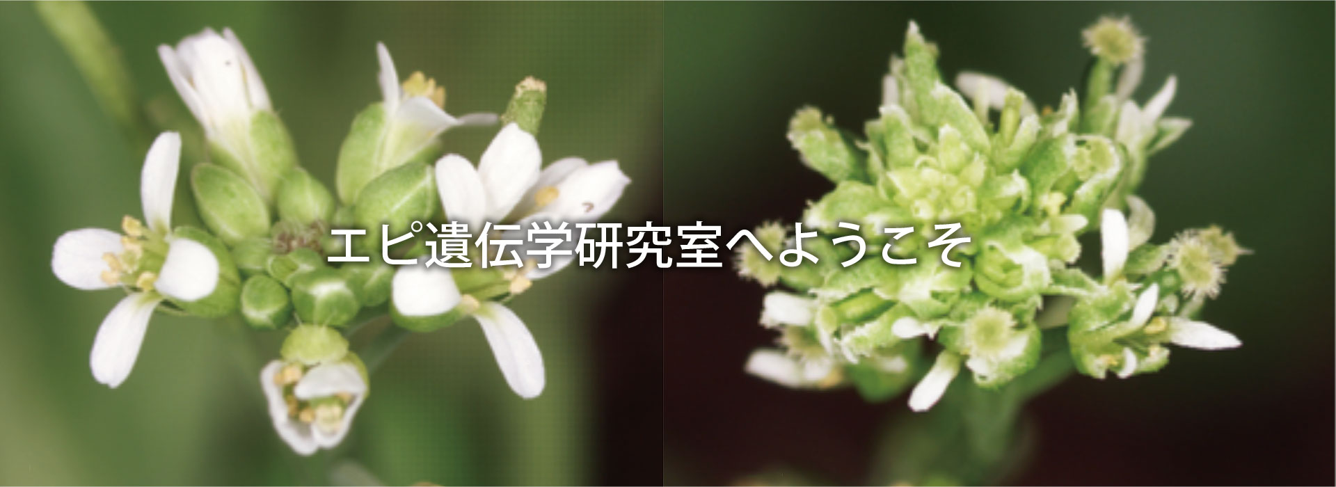 エピ遺伝学研究室へようこそ