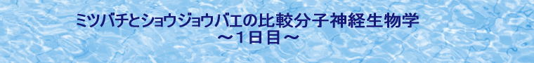 wZ