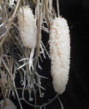 Hakea prostrata