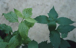 Infected & uninfected plants