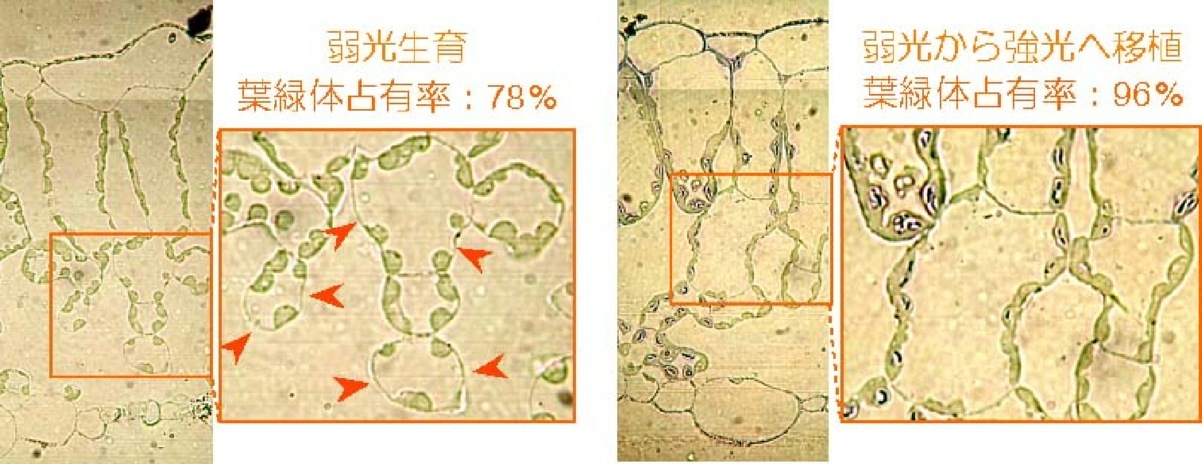 説明: http://hostgk3.biology.tohoku.ac.jp/oguchi/research_files/droppedImage.jpg