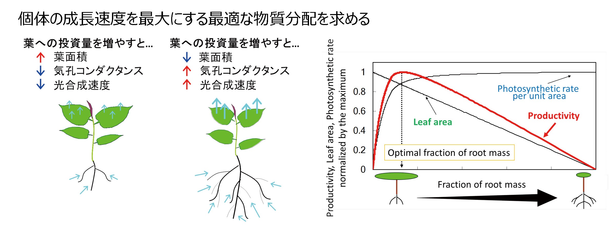 画像の内容