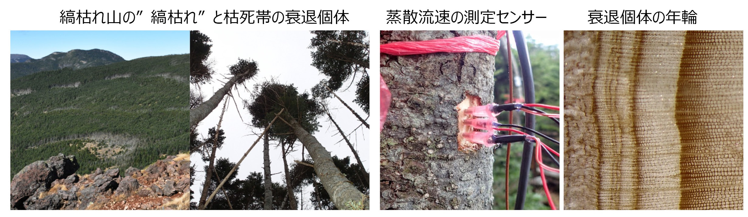 画像の内容